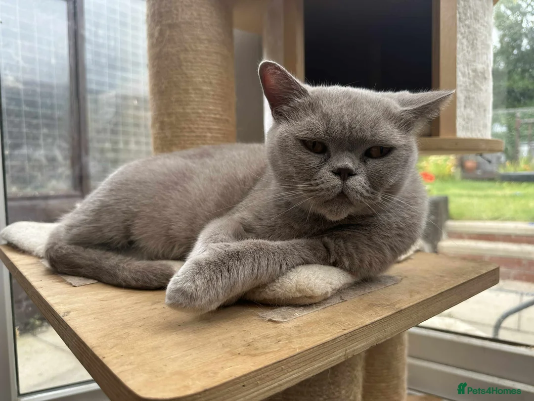 British Shorthair cats for sale: Gccf british shorthair lilac girl active  - Advert 1