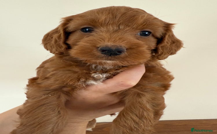 Cockapoo dogs - Advert 1