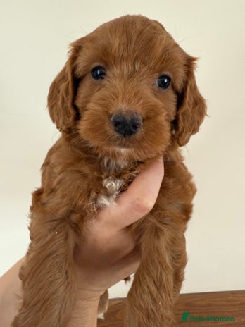 Cockapoo dogs - Advert 7