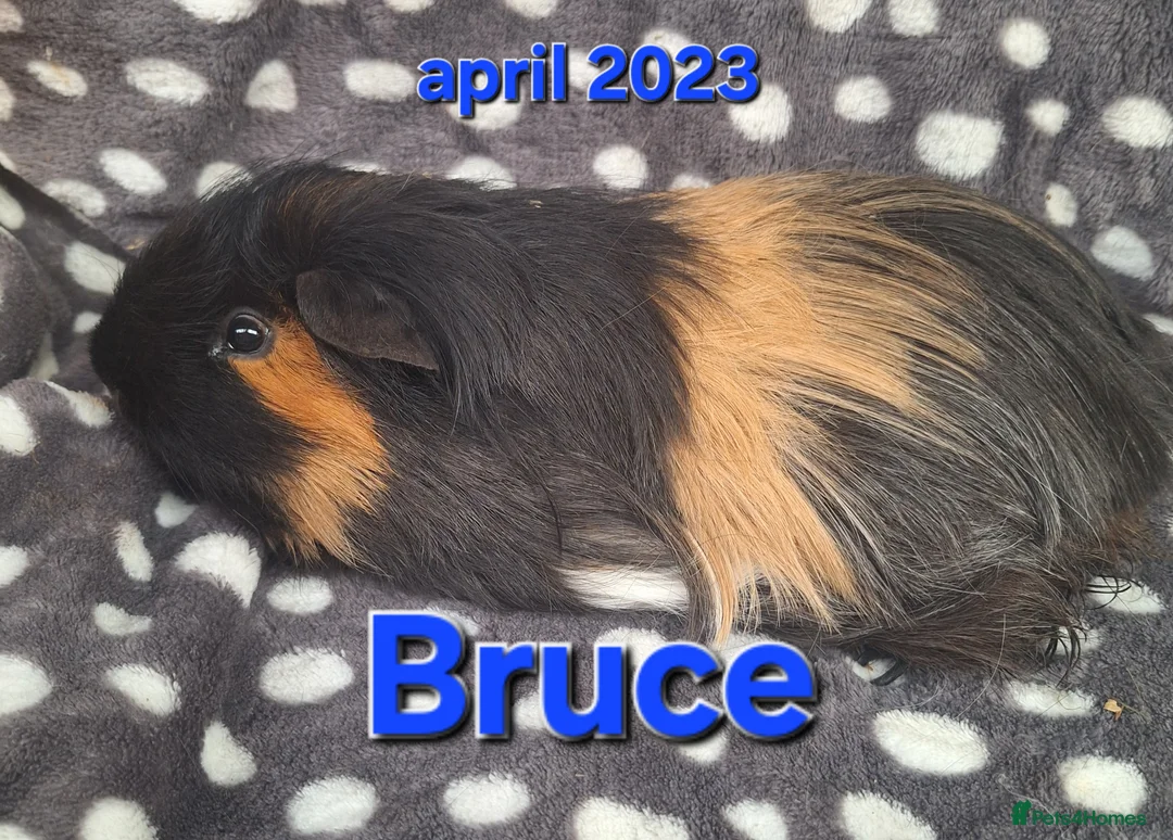 Guinea Pig rodents for sale: Rescue guinea pigs - Advert 5