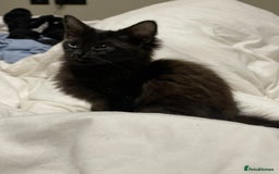 York Chocolate cats for sale: Tonka Bean  - Advert 2