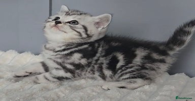 British Shorthair cats - Advert 3