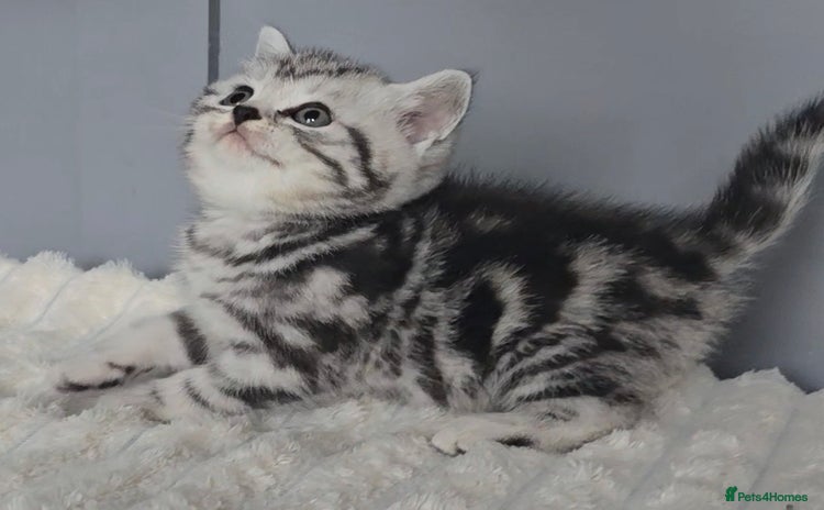British Shorthair cats - Advert 2