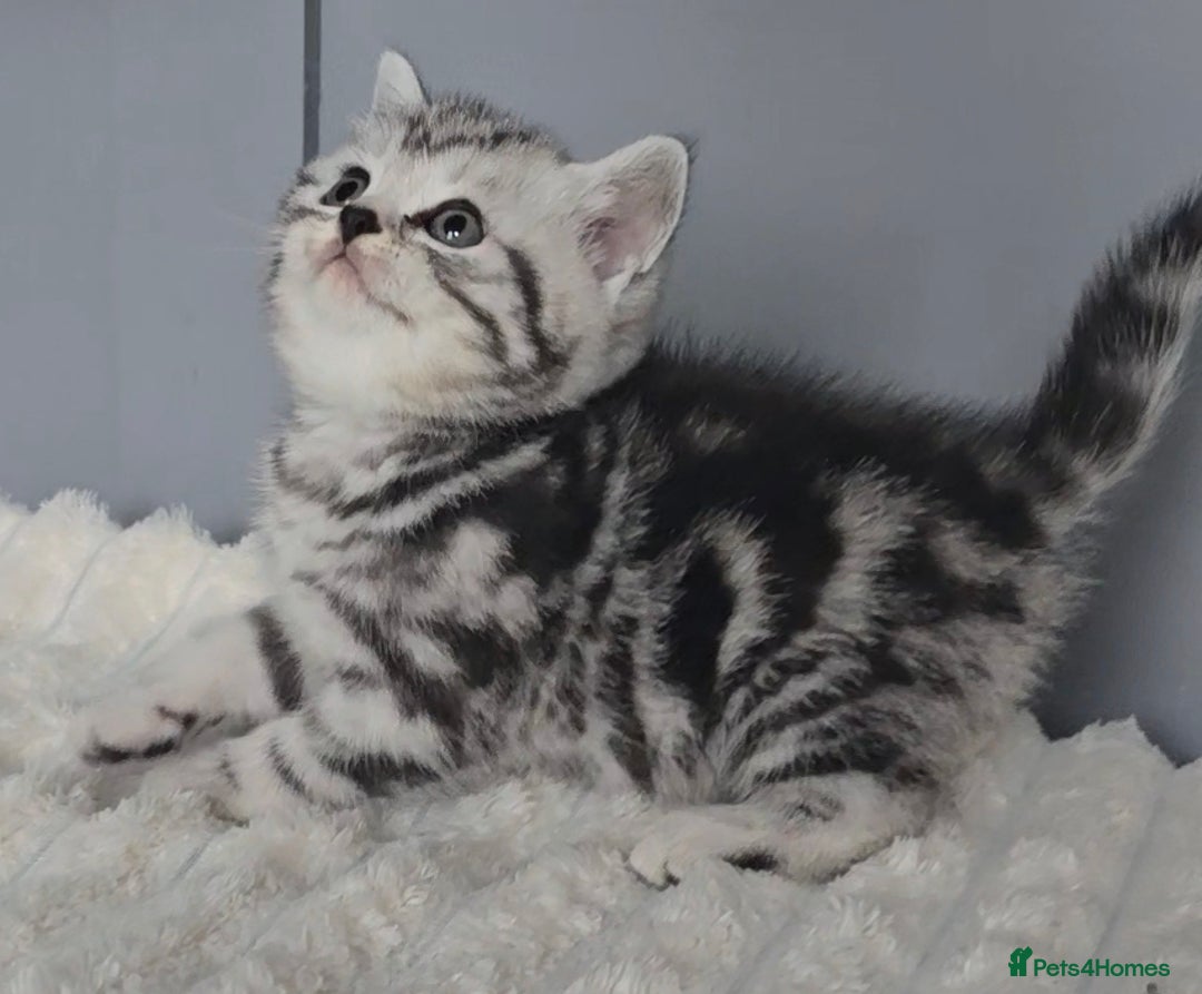 British Shorthair cats for sale: Beautiful gccf registered bsh kittens  - Image 3