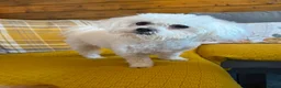 Maltese dogs for stud: Toy Maltese for stud  - Advert 2