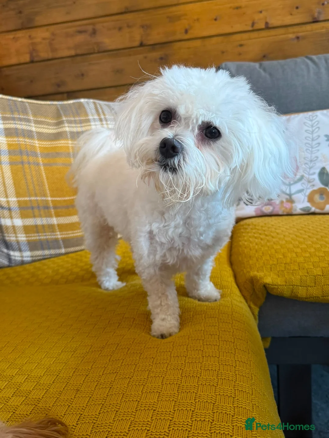 Maltese dogs for stud: Toy Maltese for stud  - Advert 2