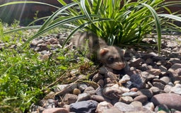 Ferret rodents for sale: 2 litters available sliver mitts and polecats  - Image 8