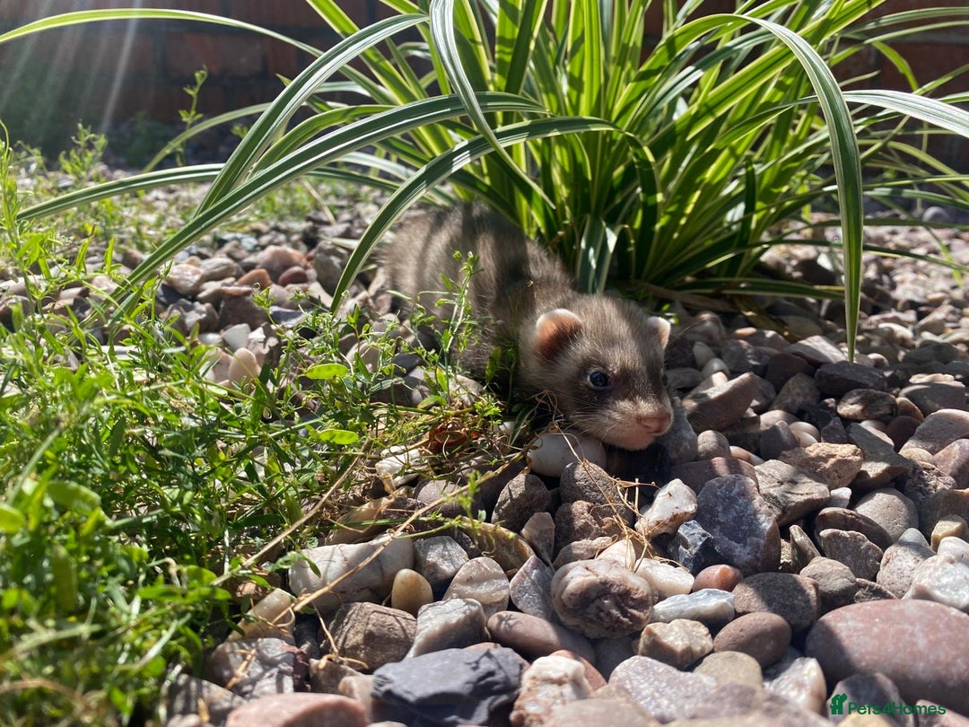 Ferret rodents for sale: 2 litters available sliver mitts and polecats  - Image 8