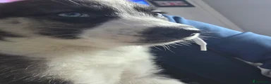 Huskita/siberian-husky Puppy 3