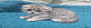 Scottish Fold Kitten 6
