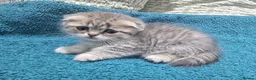 Scottish Fold cats for sale: 6 SCOTTISH FOLD KITTENS FOR SALE - Advert 3