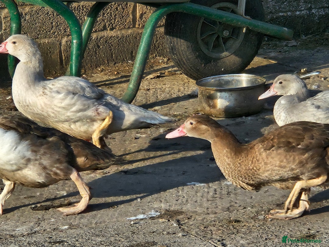 Ducks poultry for sale: Muscovy  - Image 3