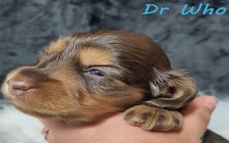 Miniature Dachshund dogs for sale: KC Health tested Licensed breeder 12 years exp - Image 27