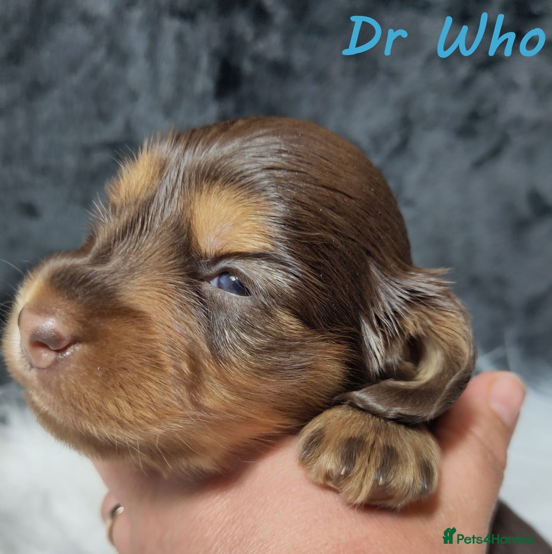 Miniature Dachshund dogs for sale: KC Health tested Licensed breeder 12 years exp - Image 27