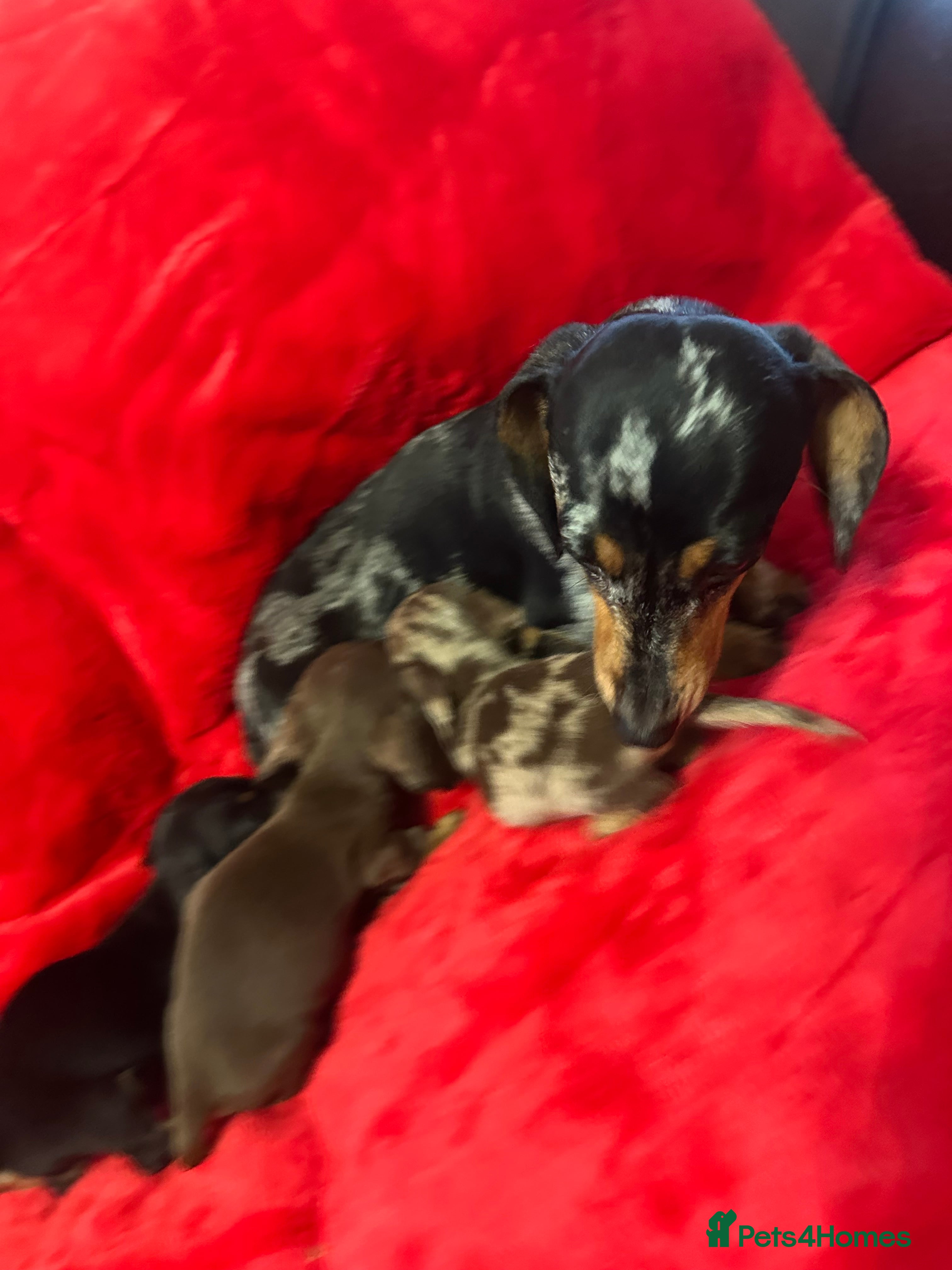 Miniature Dachshund dogs 3 Mini Minature Dachshunds - Advert 4