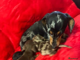 Miniature Dachshund dogs 3 Mini Minature Dachshunds - Advert 4