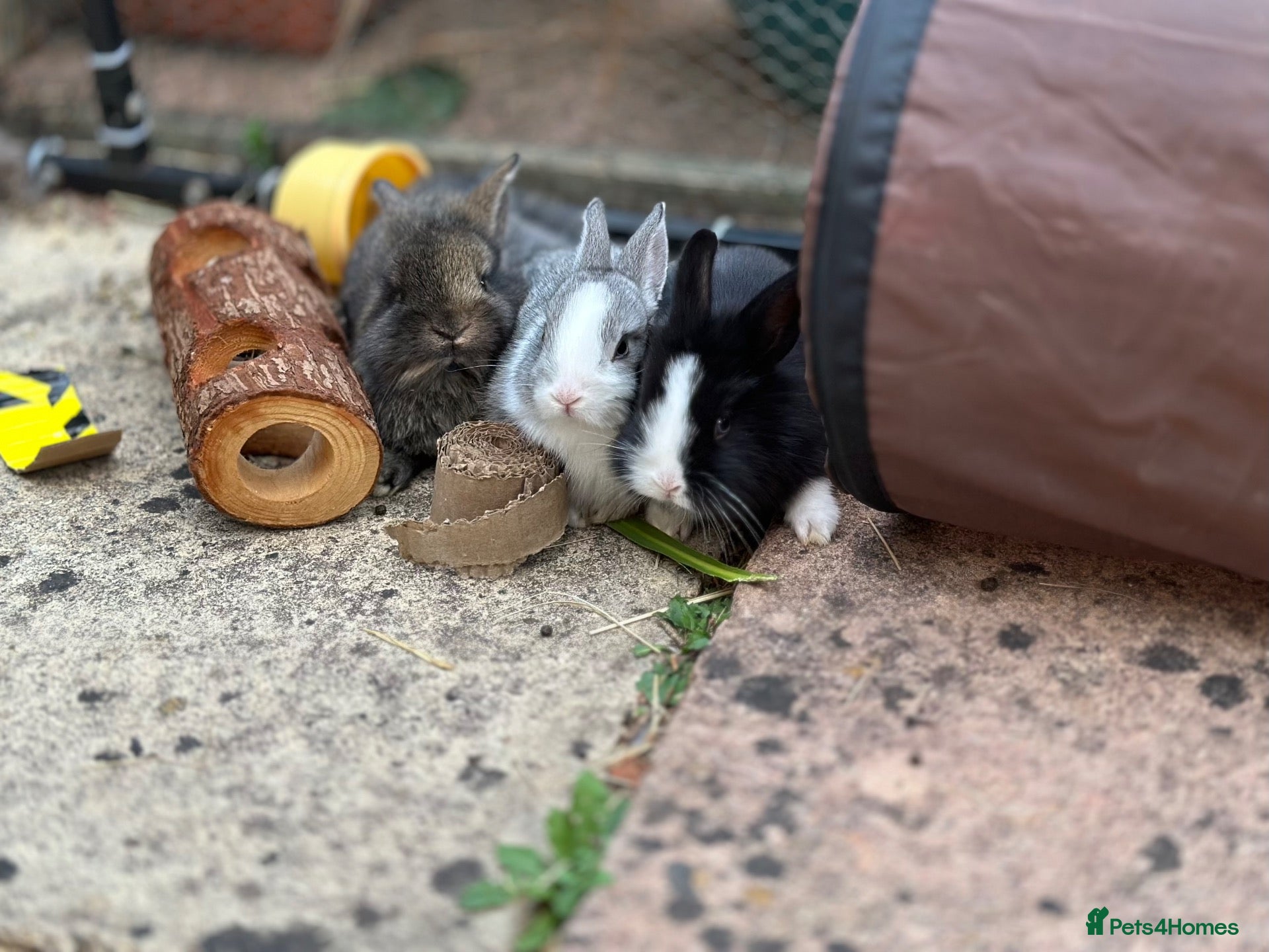 Mixed Breed rabbits Baby Bunnies for sale! - Advert 23