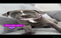 Staffordshire Bull Terrier dogs for sale: Blue Staffordshire bull terrier  - Image 16