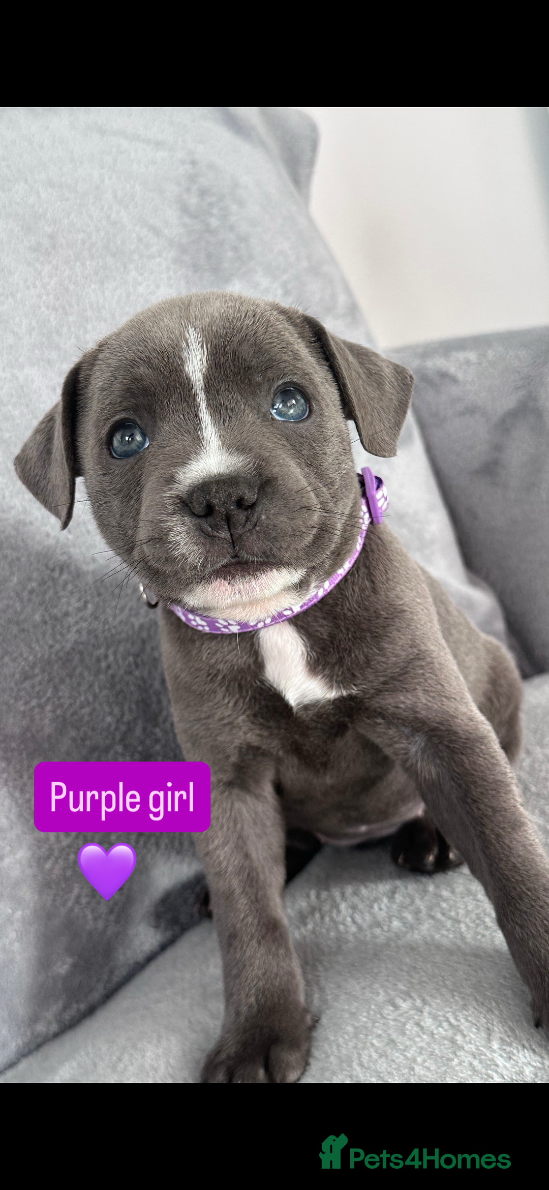 Staffordshire Bull Terrier dogs for sale: Blue Staffordshire bull terrier  - Image 16