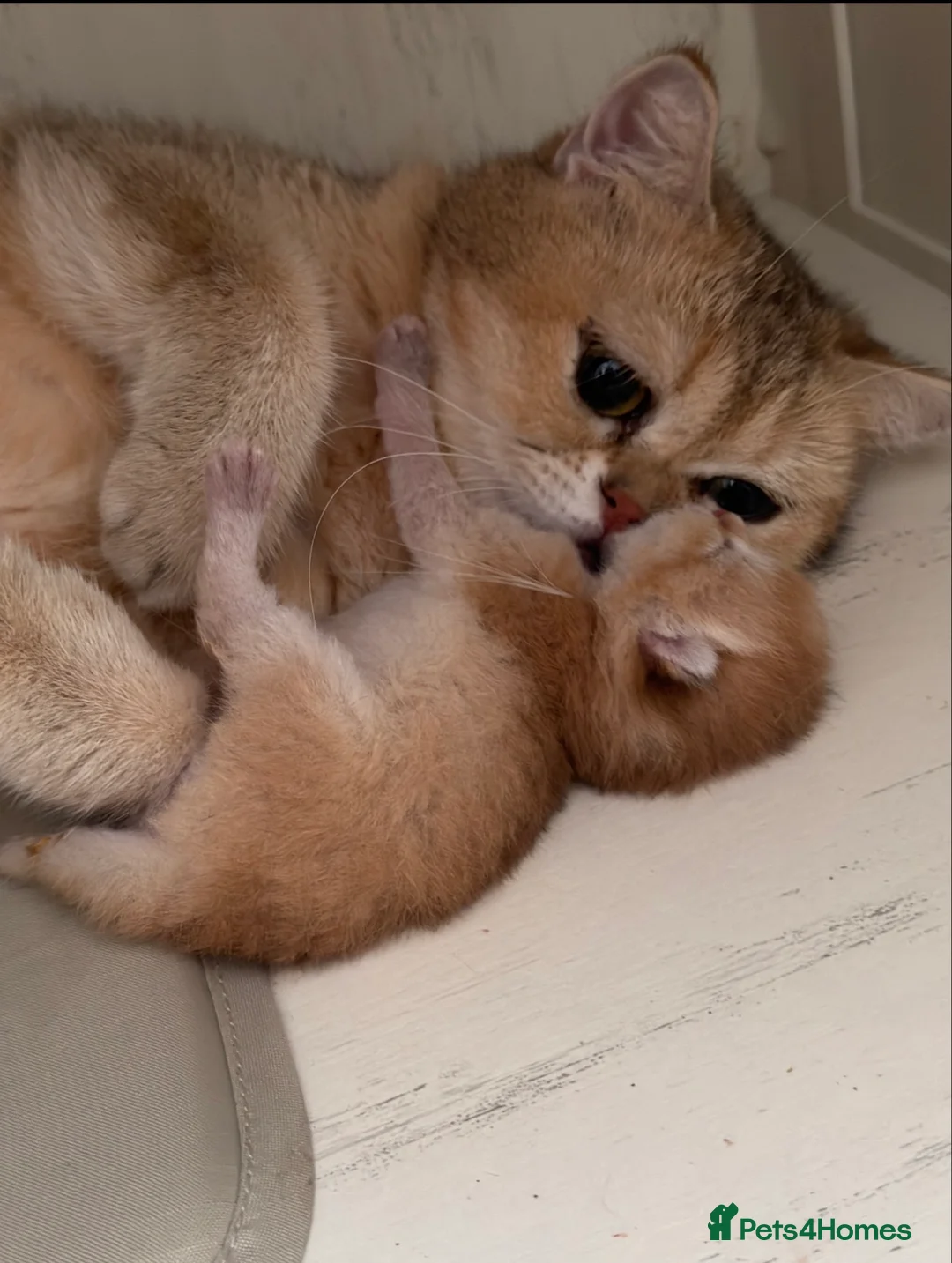 British Shorthair cats for sale: Golden stars 🌟  - Advert 6