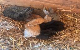 Continental Giant rabbits for sale: Pure Bred Continental Giant Rabbits  - Image 13