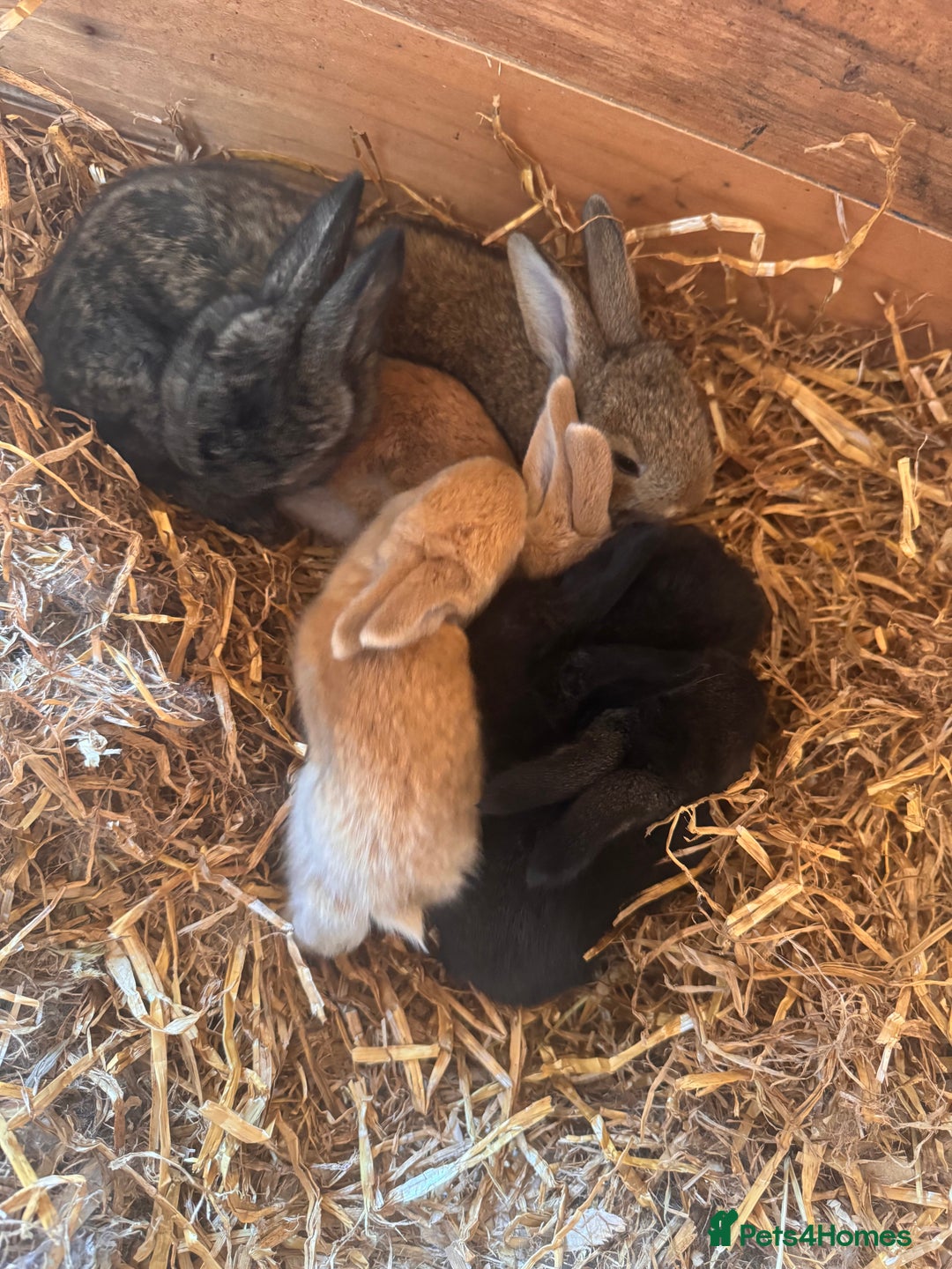 Continental Giant rabbits for sale: Pure Bred Continental Giant Rabbits  - Image 13