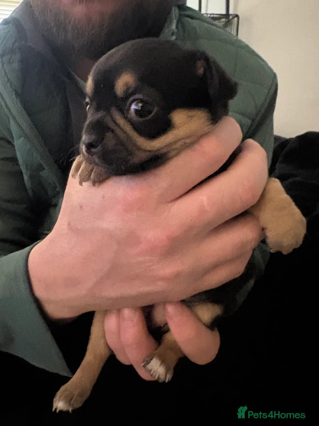 Chihuahua dogs for sale: Chihuahua Puppies - Advert 10