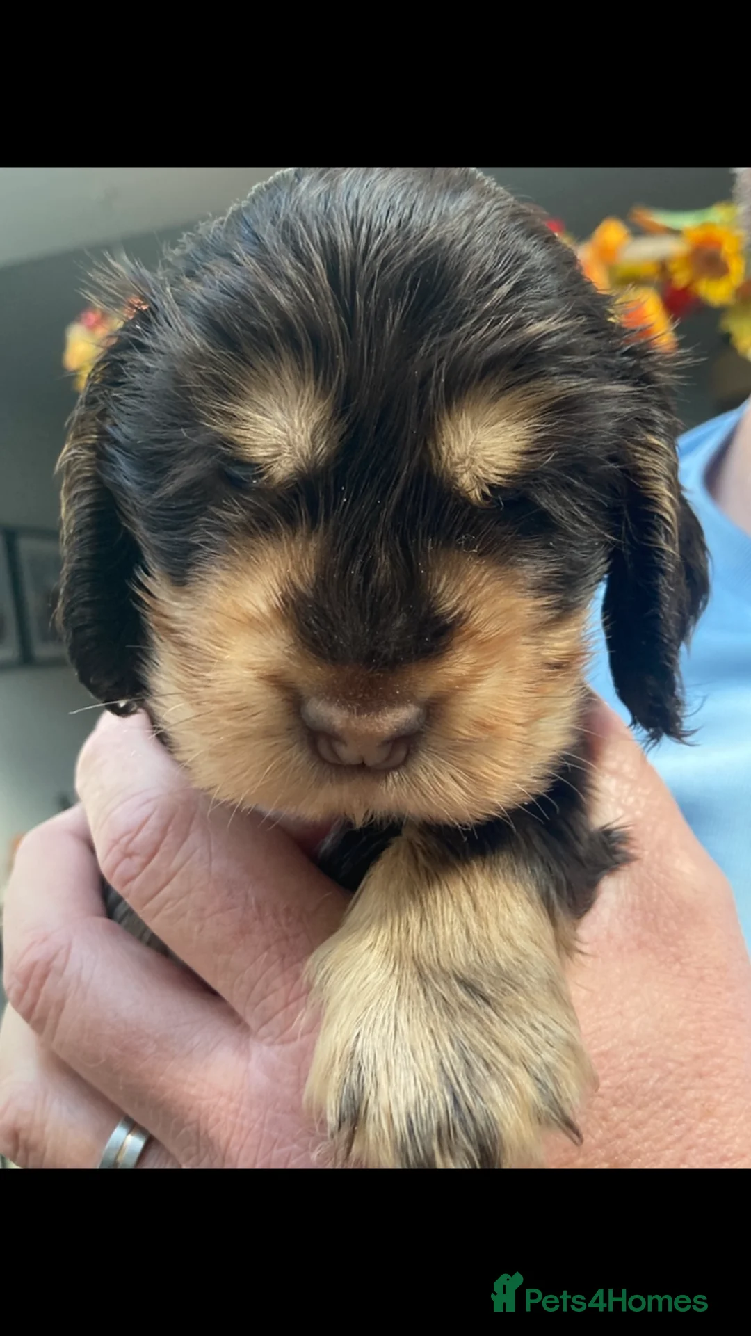 Cocker Spaniel dogs for sale: KC Show Cocker Spaniel Puppies based in Sheffield  in Sheffield - Advert 2