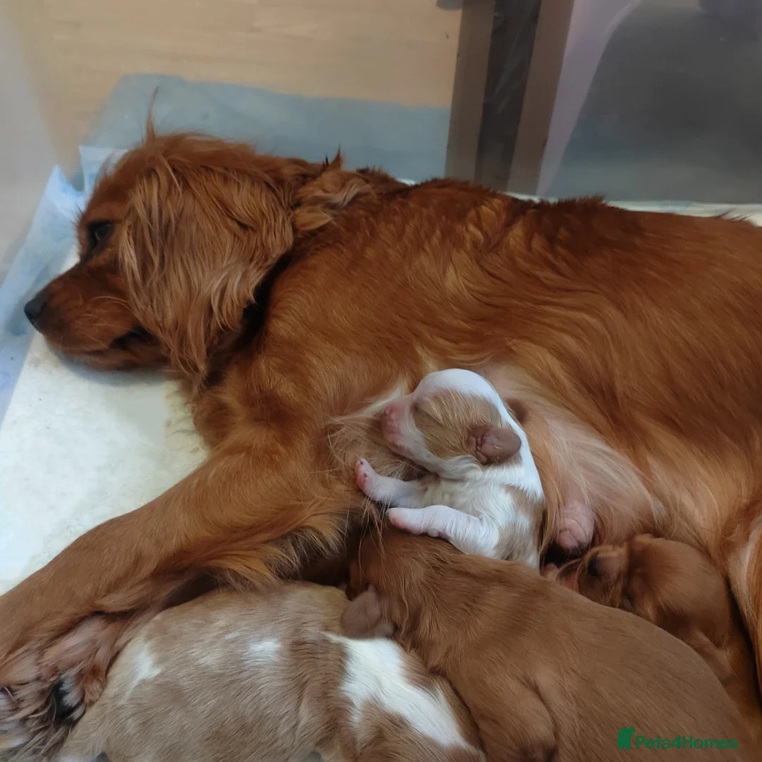 Cavalier King Charles Spaniel dogs for sale: Fully vaccinated and ready now 13 Feb  - Advert 7