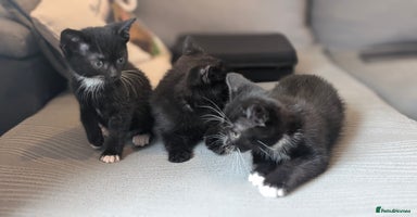 Mixed Breed cats - Advert 13