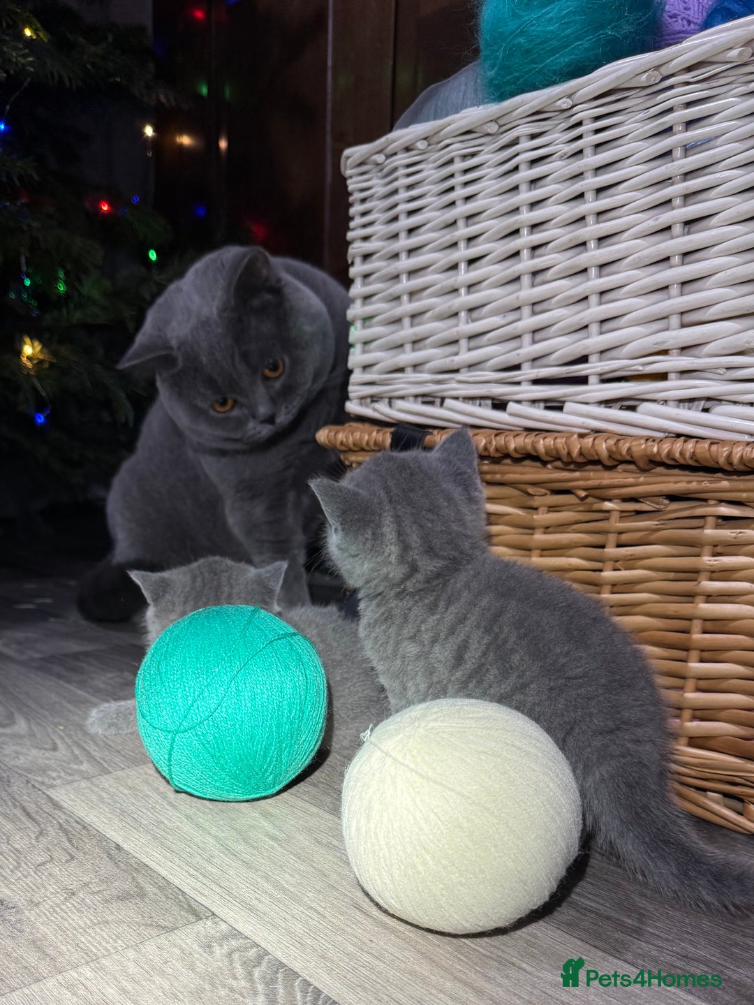British Shorthair cats for sale: Beautiful British Shorthair Blue Kittens Available - Advert 7
