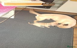 Chihuahua dogs for sale: Chihuahua boy 💙 - Advert 4