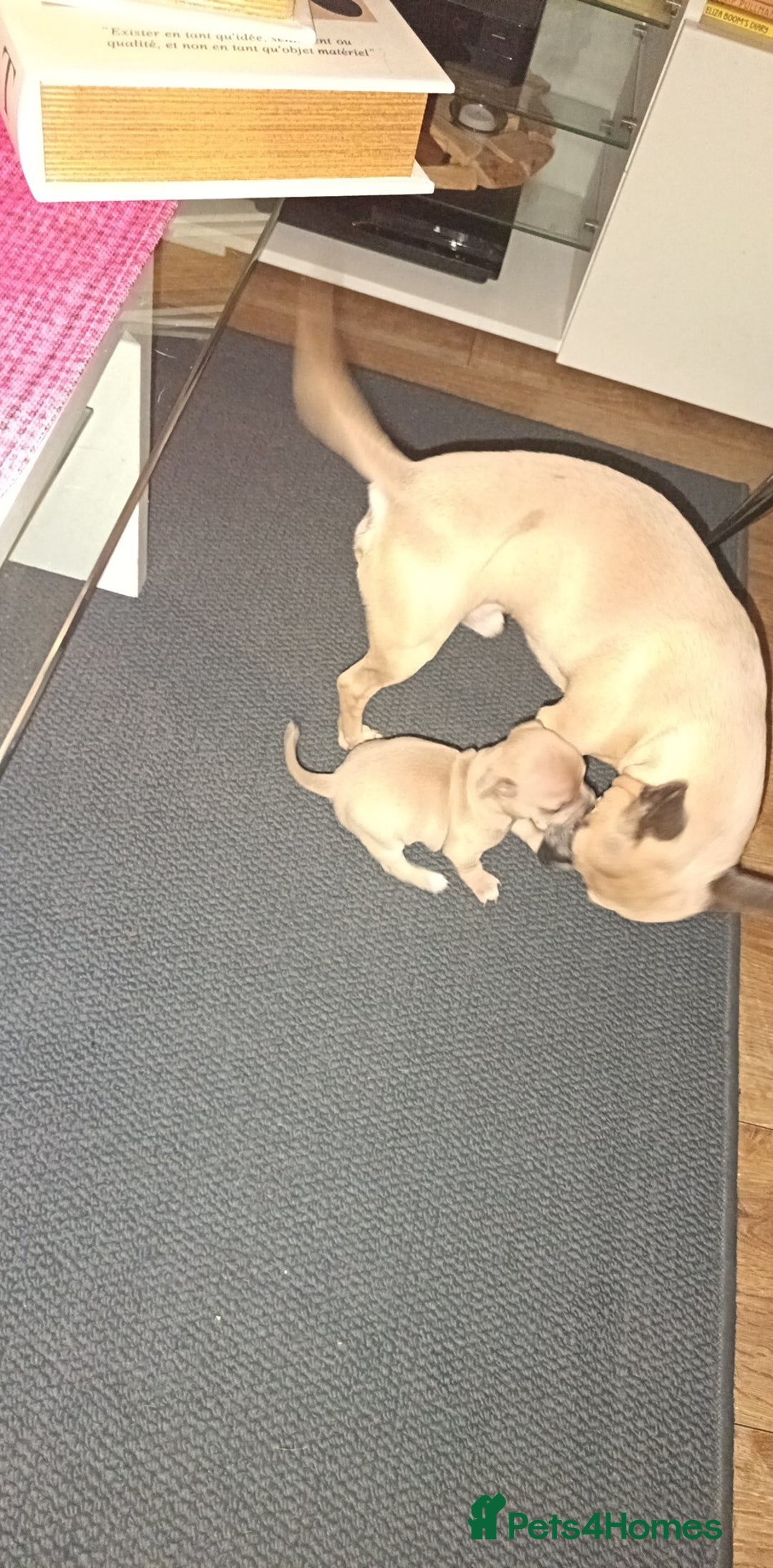 Chihuahua dogs for sale: Chihuahua boy 💙 - Advert 4