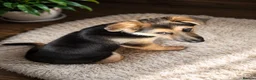 German Shepherd dogs for sale: Last German Shepherd Boy from Outstanding Parents - Advert 9