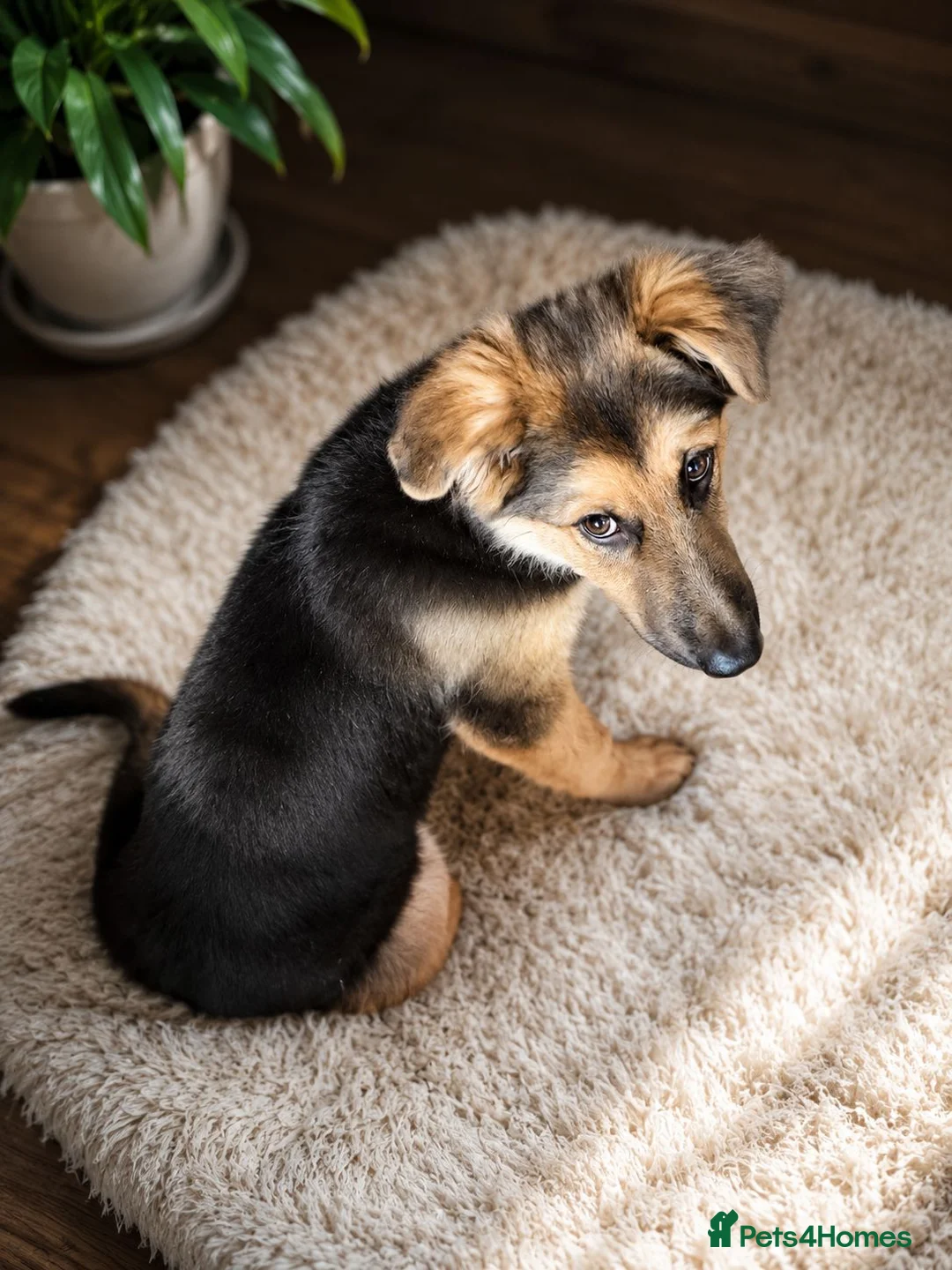 German Shepherd dogs for sale: Last German Shepherd Boy from Outstanding Parents - Advert 9