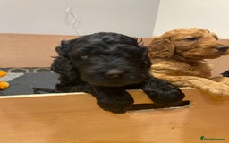 Irish Doodle dogs for sale: Irish doodle/ labradoodle - Image 14