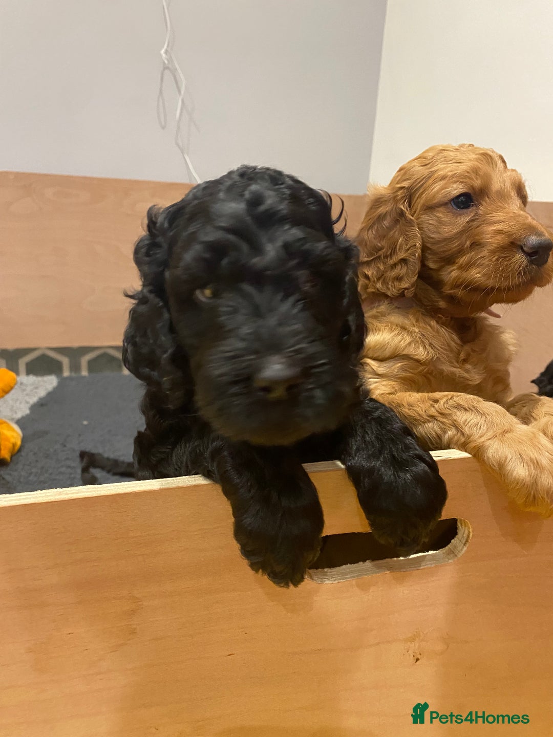 Irish Doodle dogs for sale: Irish doodle/ labradoodle - Image 14