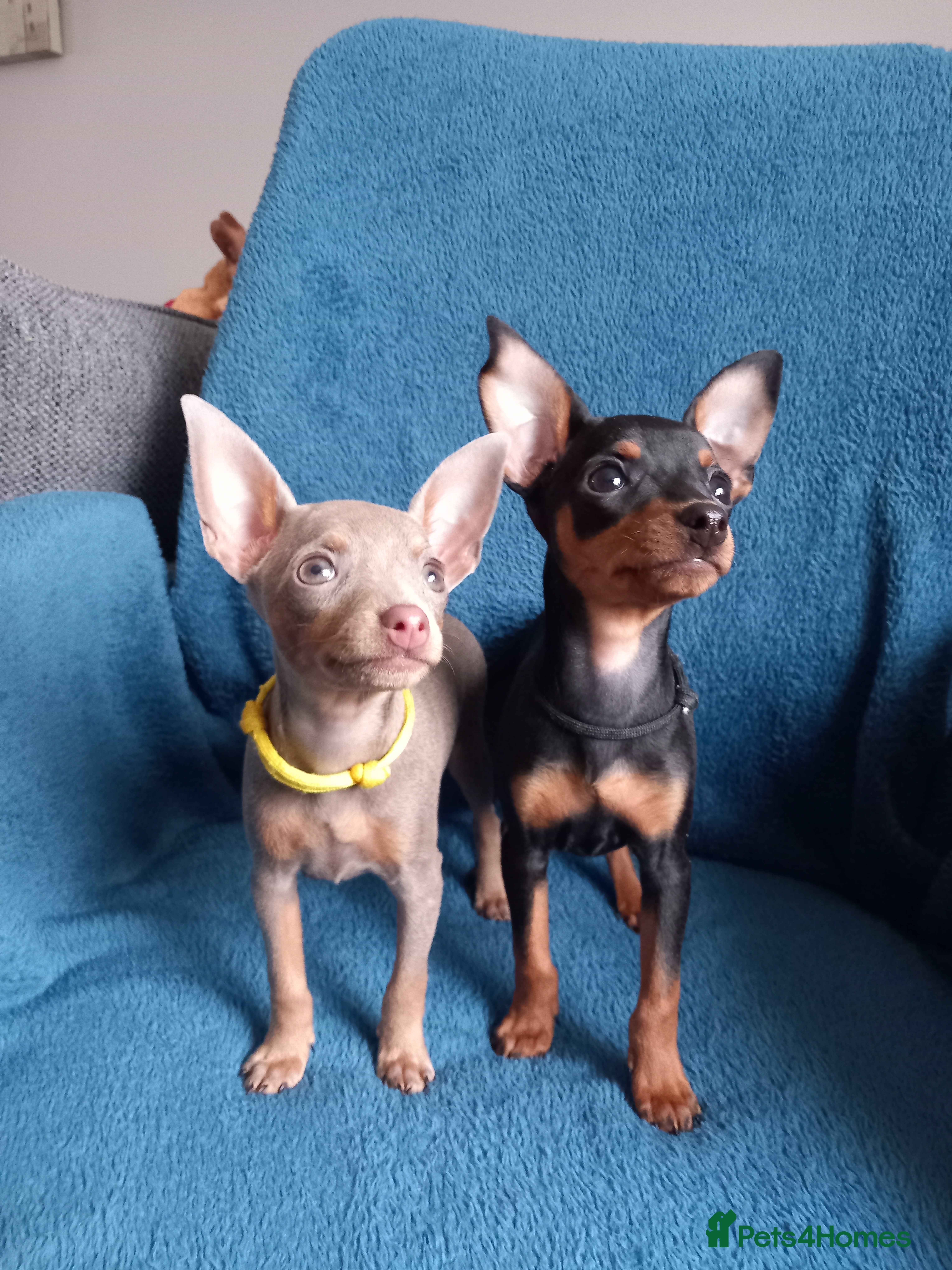 Miniature Pinscher dogs KC Reg Mini Pins, 2 remaining (READY TO LEAVE NOW) - Advert 3