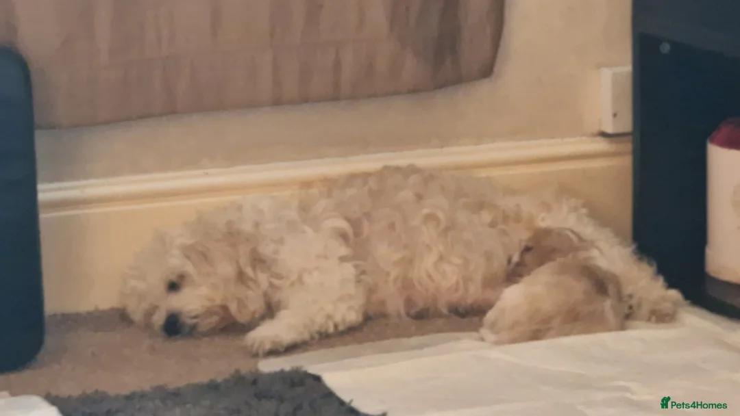 Cavachon dogs for sale: Cavachon - Advert 1