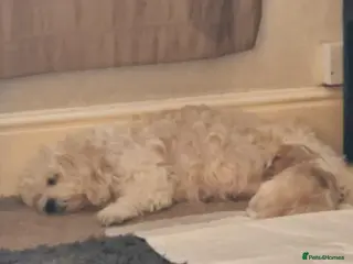 Cavachon dogs Cavachon - Advert 3