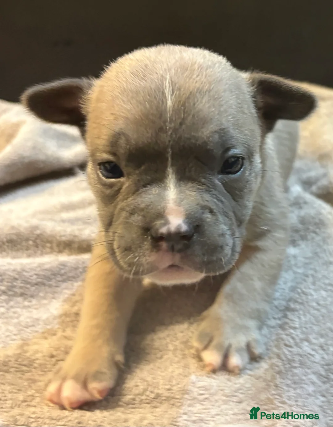 Mixed Breed dogs for sale: Frenchie mix - Advert 34