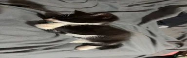 Mixed Breed 2