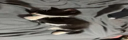 Mixed Breed cats for sale: Clover and socks READ THE DESCRIPTION💔 - Advert 3
