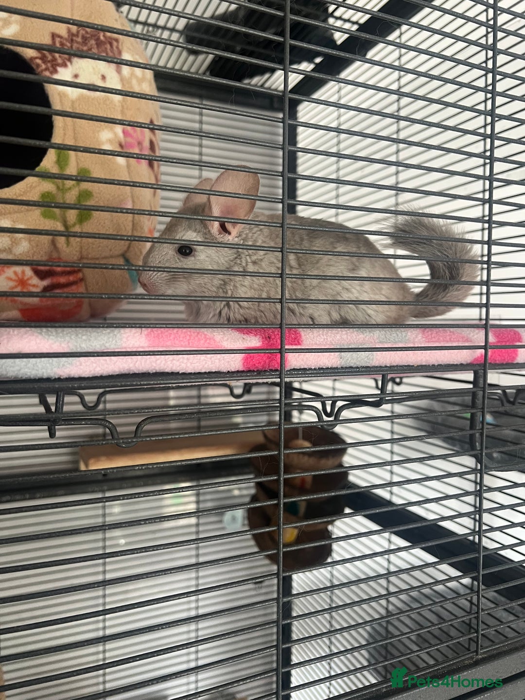 Chinchilla rodents for sale: 2 Female Chinchillas and Full set up!  - Image 34