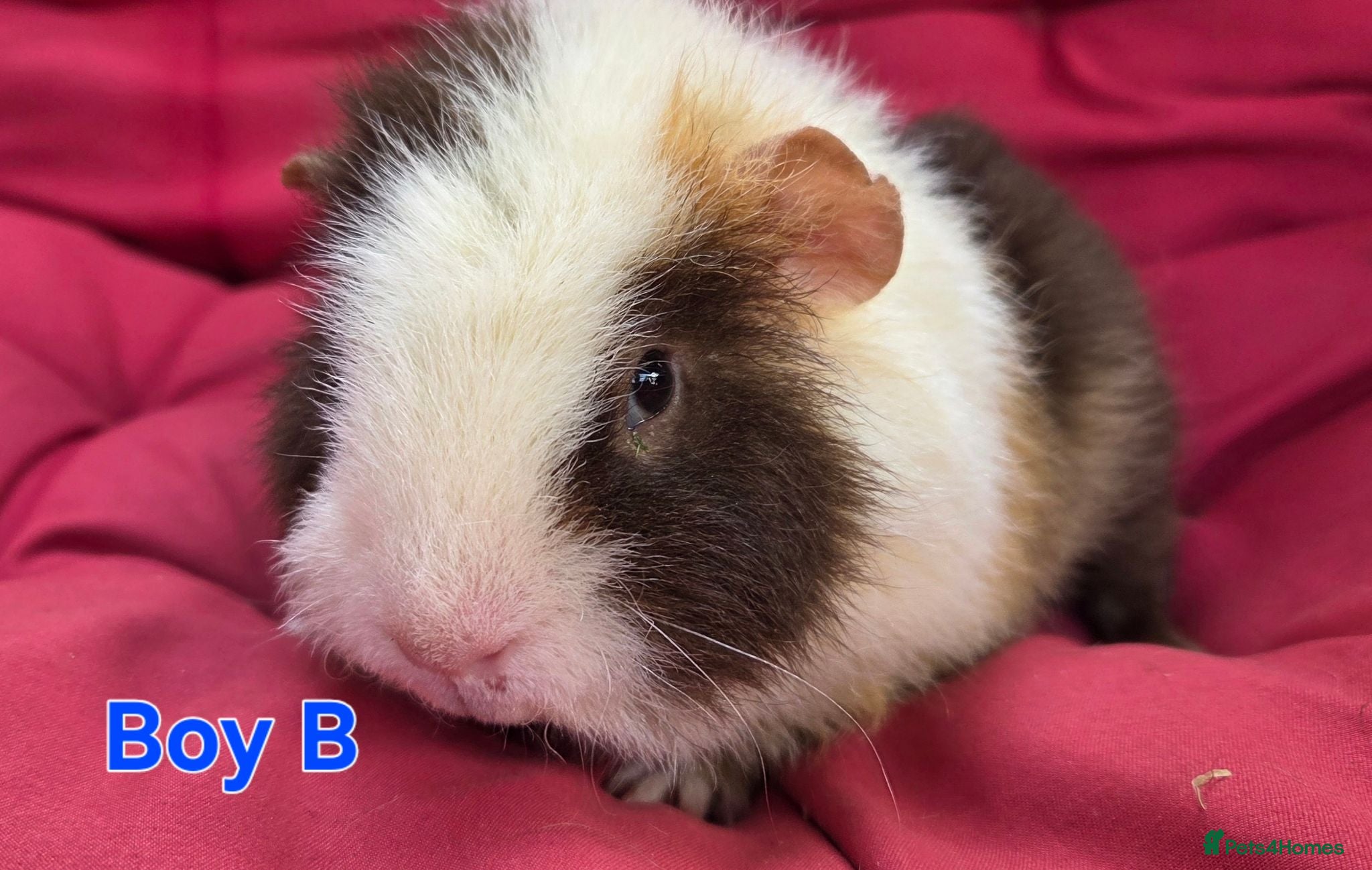 Guinea Pig rodents Pure breed Teddy guineapigs  - Advert 1