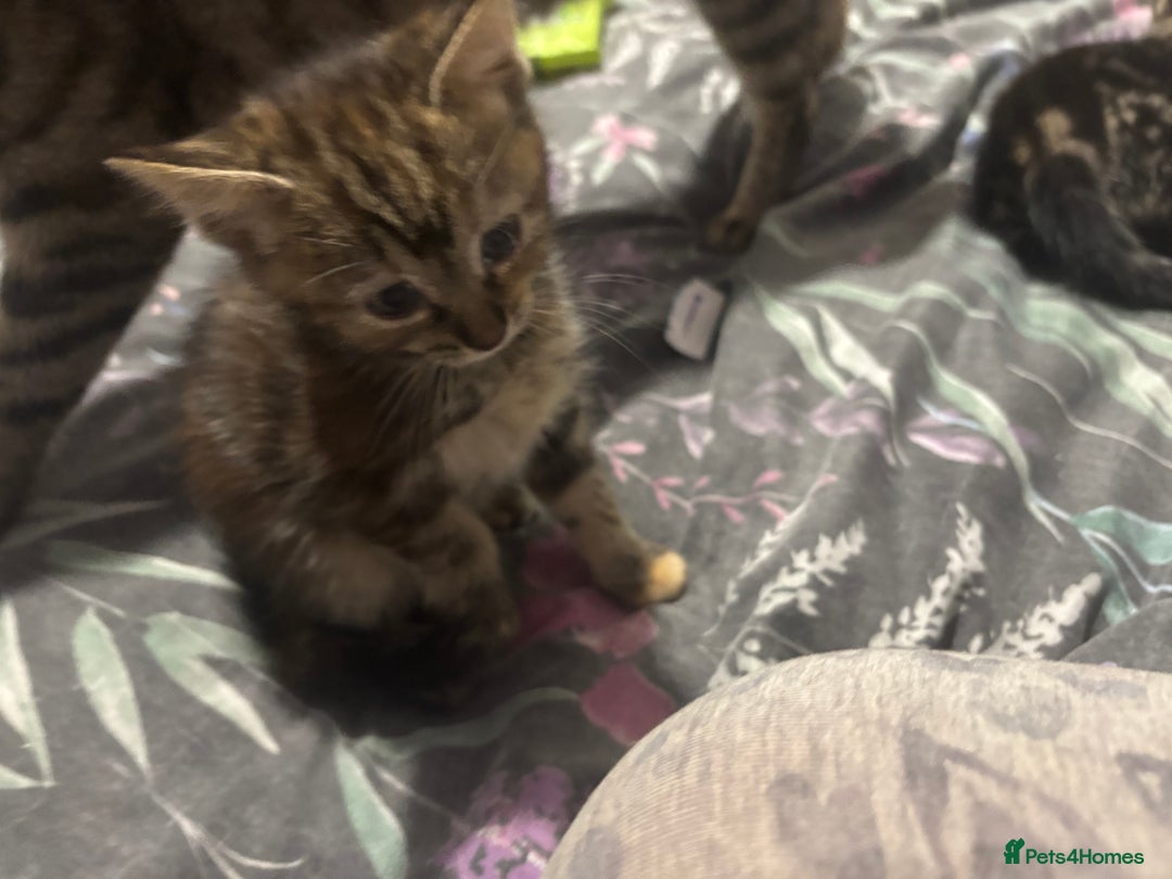 Mixed Breed cats for sale: Gorgeous fluffy kittens ready now - Image 5