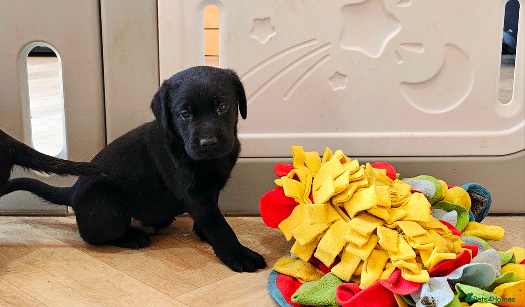 Labrador Retriever dogs for sale: 7 STUNNING BLACK LABRADOR PUPPIES - Image 5