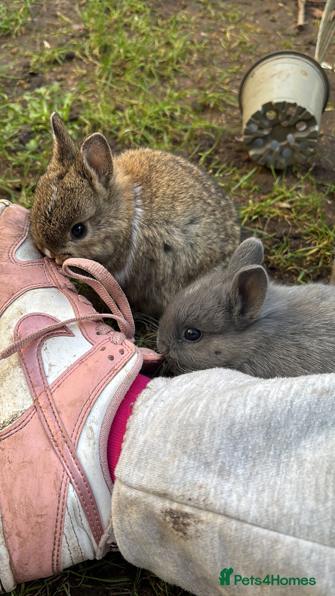 Netherland Dwarf rabbits for sale: Pure Netherland dwarf  - Advert 2