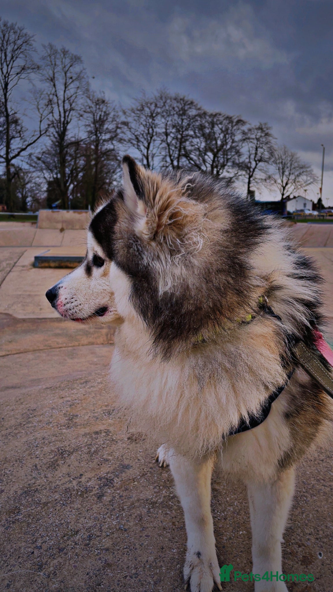 Pomsky dogs POMSKY STUD RARE BLUE BOY💙 - Advert 6