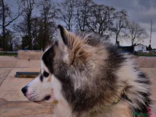 Pomsky dogs POMSKY STUD RARE BLUE BOY💙 - Advert 6